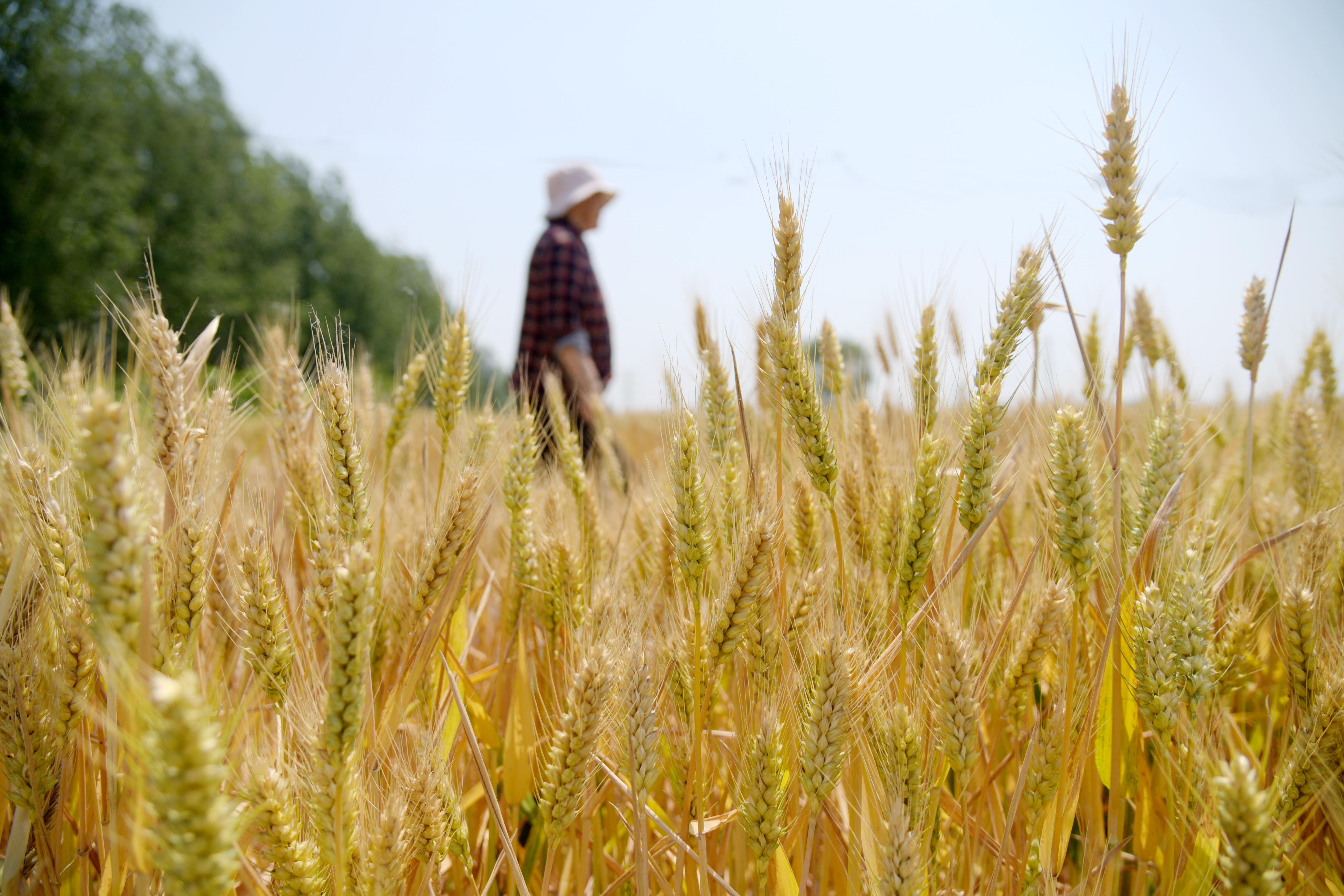 在铜山区茅村镇，小麦已初现金黄。微风拂过,大片大片的麦田激起一阵阵麦浪，丰收在望。