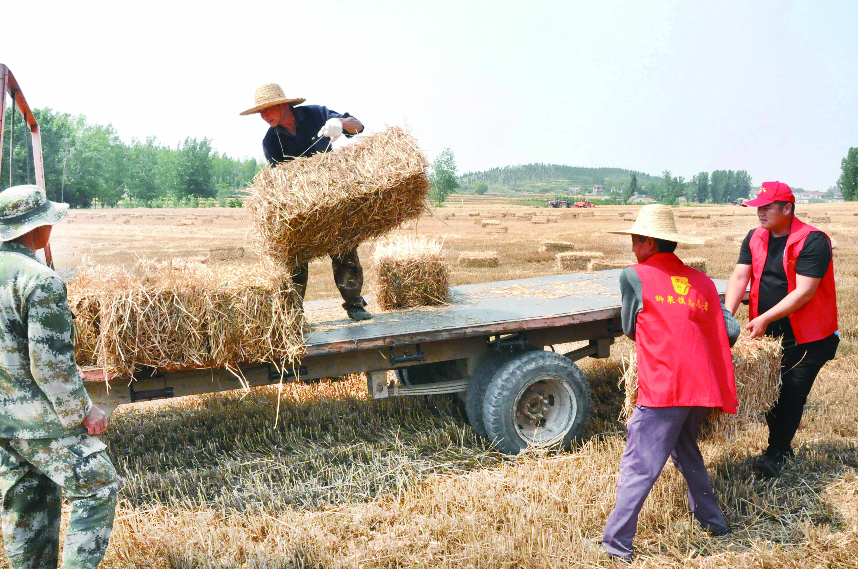 柳泉镇党员群众志愿者奋战在麦收地头。