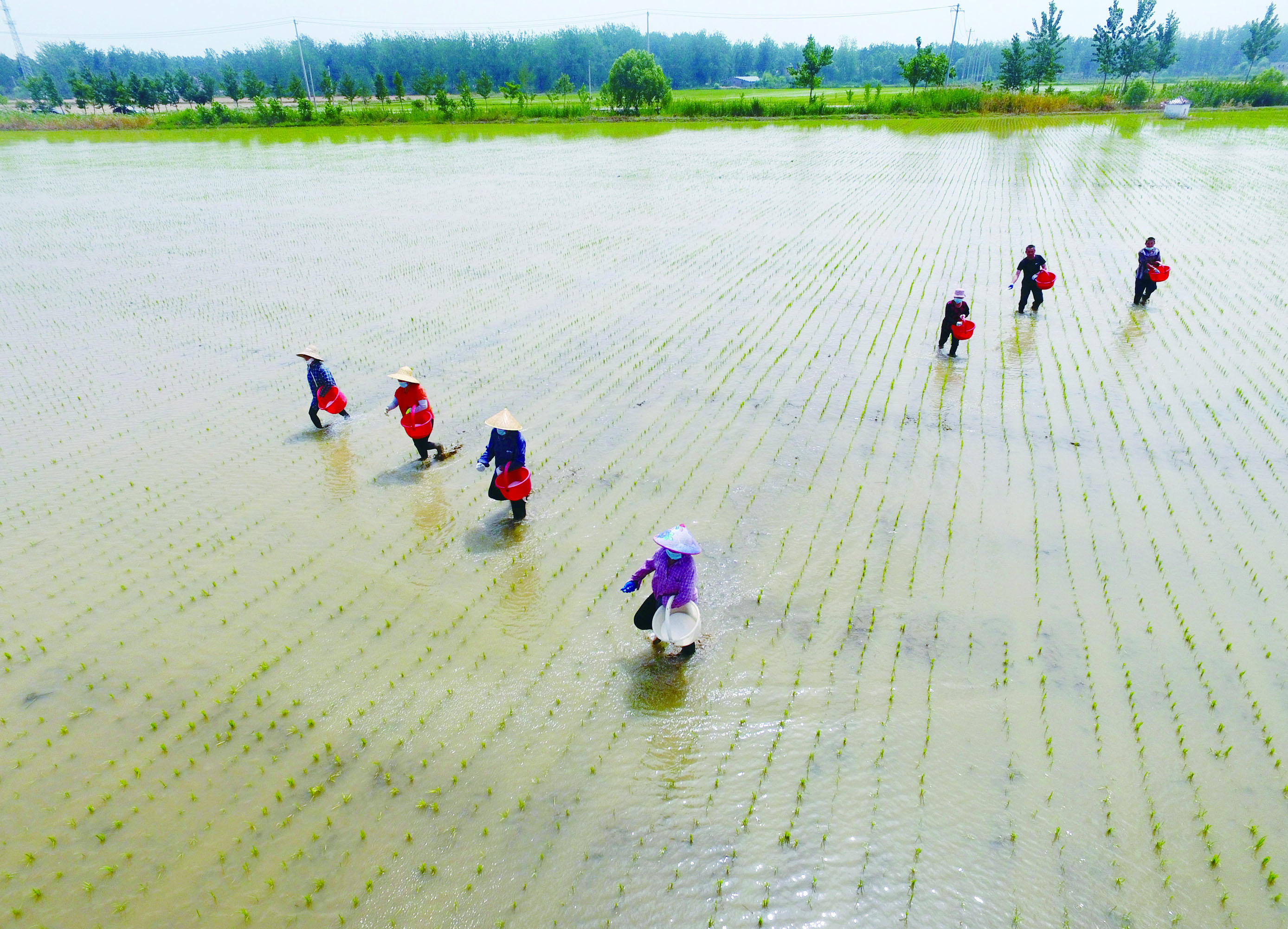 　邳州新河镇袁场村村民正在给秧苗施肥。