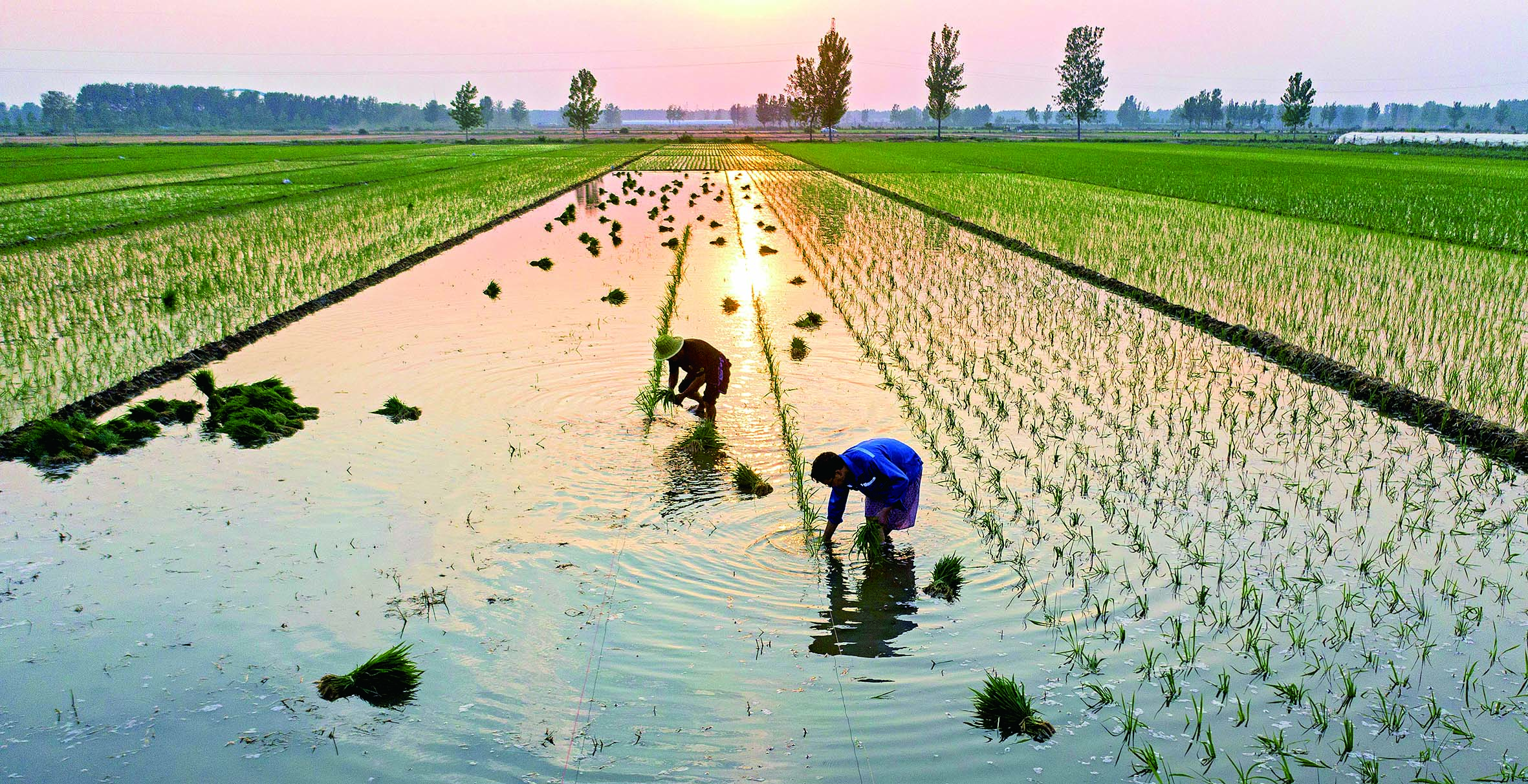 夏种时节，连日来，我市各地农民抢抓农时，加紧水稻栽插，农民忙碌的身影绘成一幅唯美的田间劳作图。