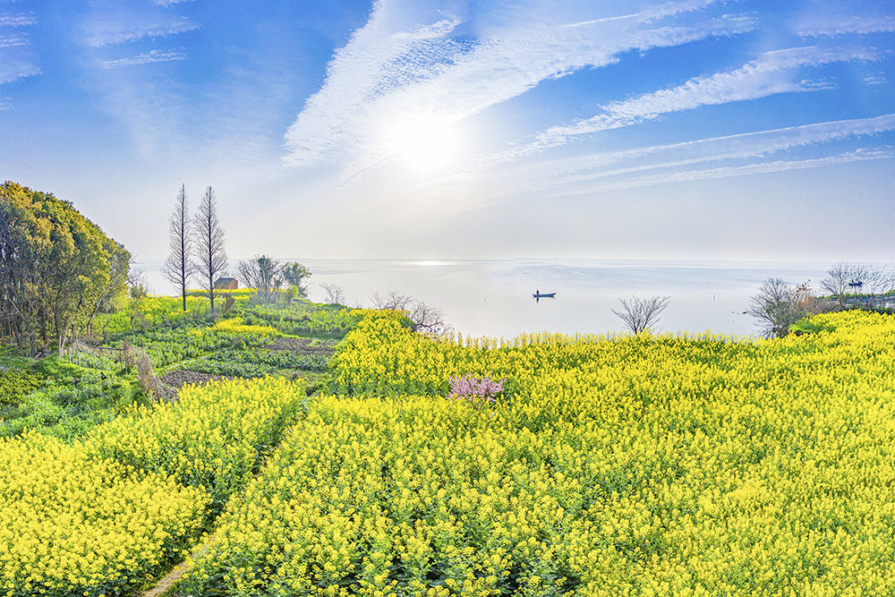 春日阳澄湖畔的油菜花