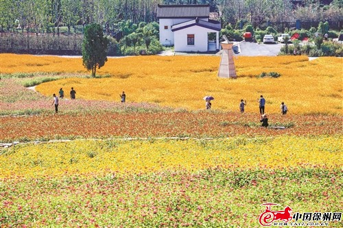 7月7日，游客在徐州铜山汉王镇的一片田园花海中探花赏景。