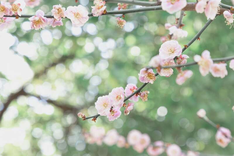 《春日美景》拍摄者：刘宇龙