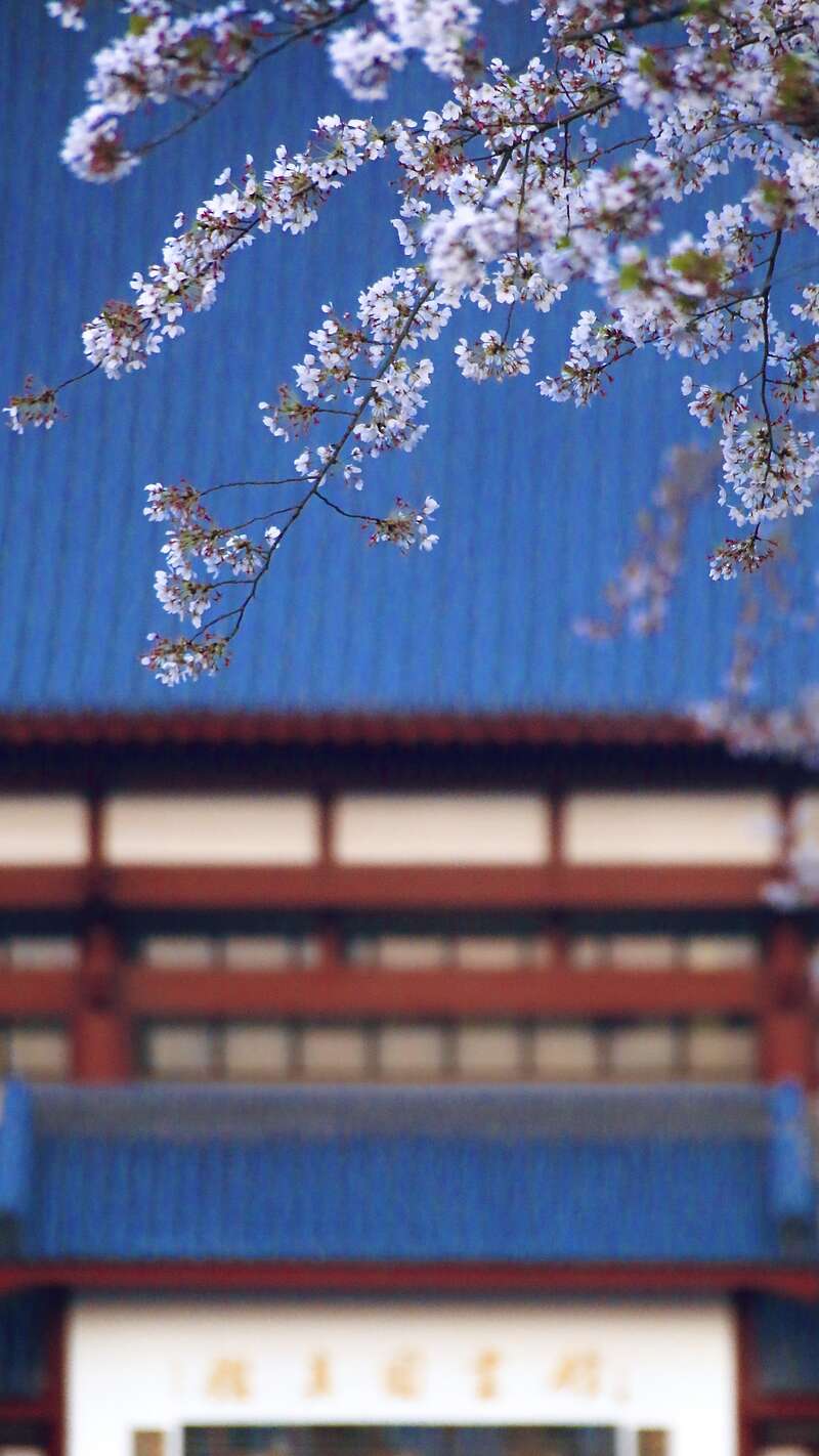 《庭前樱花盛扮春》拍摄者：李海东