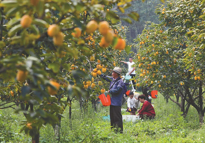 沭阳县贤官镇大房村果农正忙着采摘成熟的牛心柿。 丁华明 摄